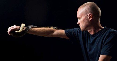 Insolite : un Américain se fait mordre par des serpents pour la science