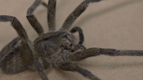 Erectile issues got you down? Scientists say a banana spider bite could be all it takes