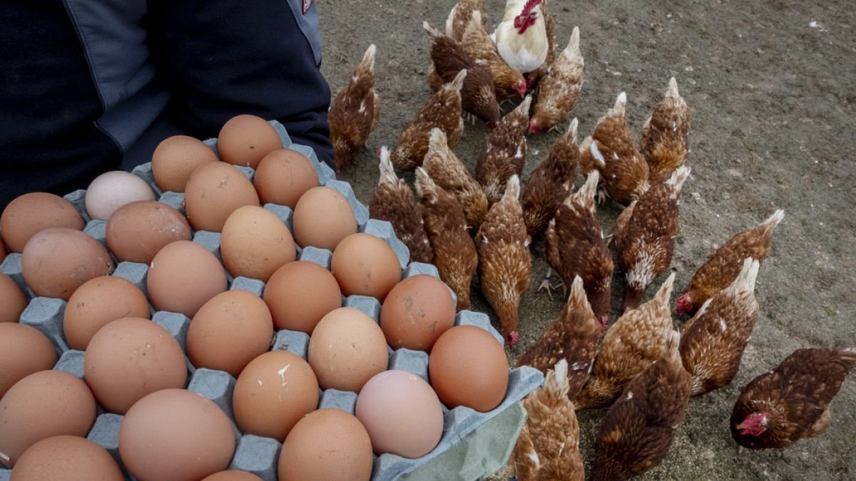Pénurie d’œufs aux États-Unis : l’Europe est-elle prête à exporter sa production ?