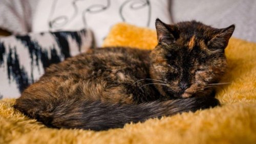 26-jährige Flossie ist offiziell die älteste Katze der Welt