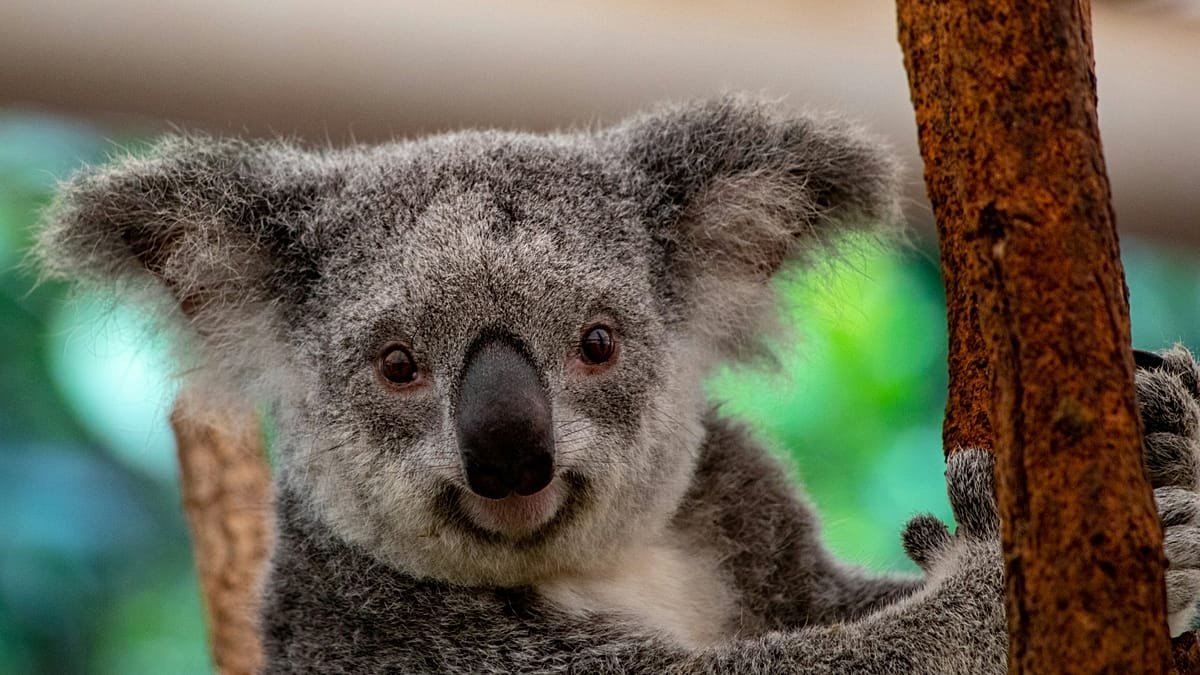 Wildlife holiday bucket list: The new ‘big five’ animals that travellers want to see