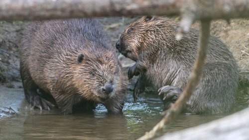 Beavers are now a protected species in England 400 years after they were hunted to extinction