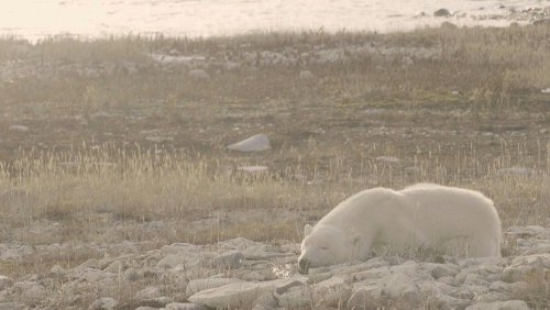 Polar bears lose up to 2kg per day as climate crisis bites