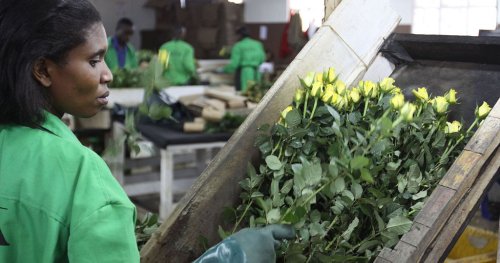 UK lifts tariffs on east African flower exports to boost trade