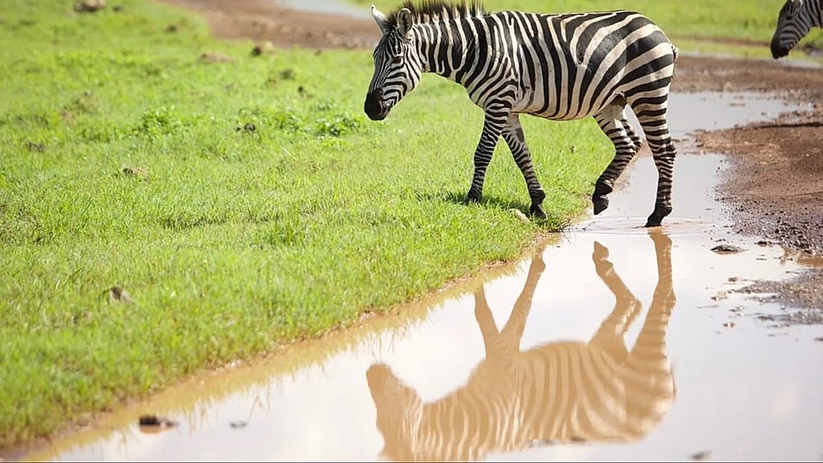Tanzania reshapes tourism with Serengeti golf course amid wildlife