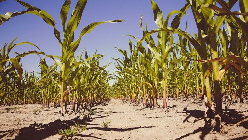 What are heat resistant plants and how can they help prevent a food crisis?