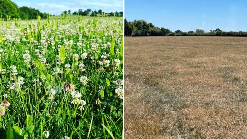 UK farmers' fields dry out amid heatwave and drought