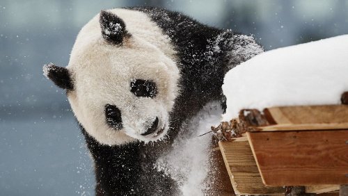 Finnish zoo prepares to send giant pandas back to China as it struggles with upkeep fees