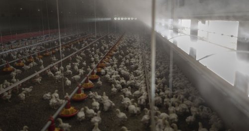 South Africa: 7.5 million chickens culled in effort to contain bird flu outbreaks