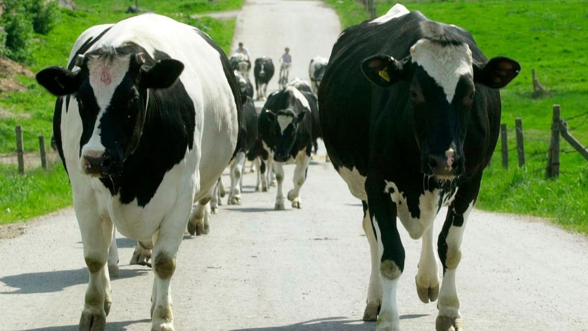 La fièvre aphteuse inquiète de plus en plus les éleveurs croates
