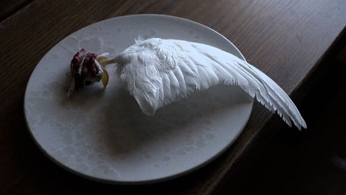 Would you eat this feathered bird wing dish at the world's most remote Michelin-starred restaurant?