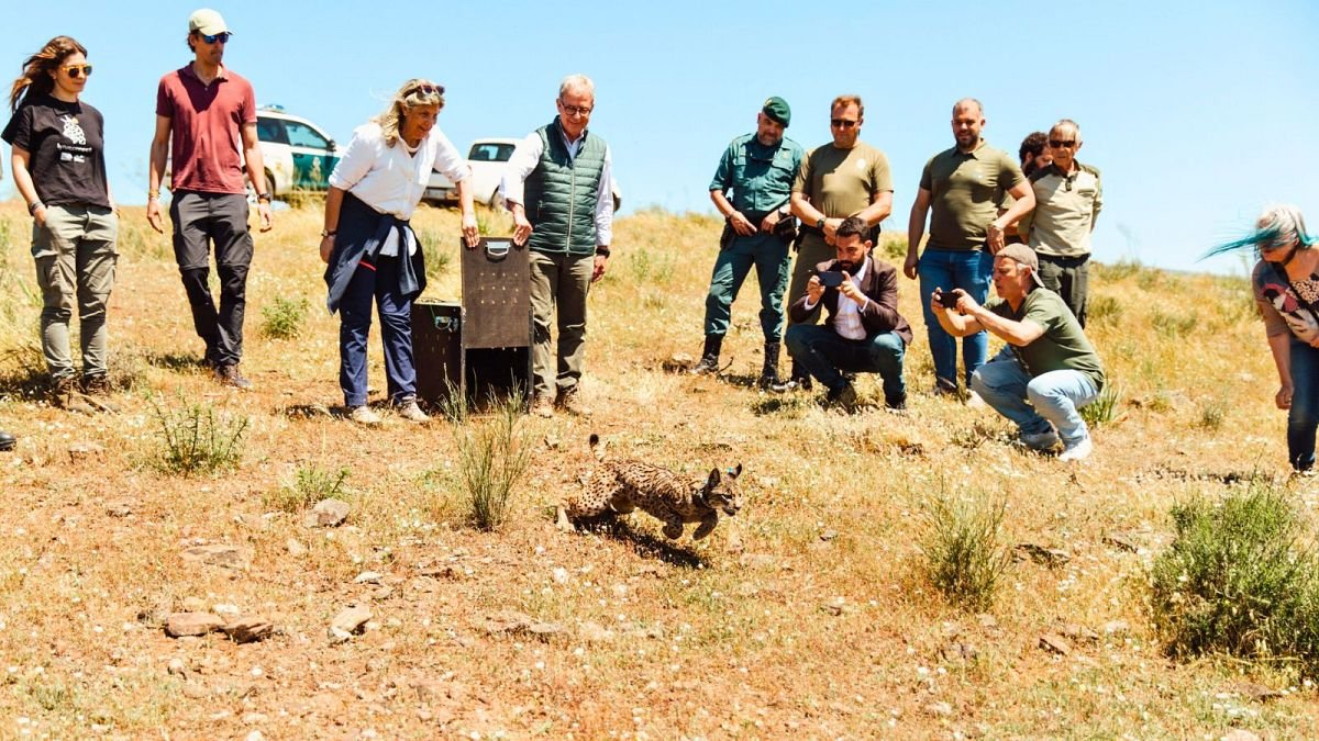 Espagne : quel avenir pour le lynx ibérique, sauvé de l’extinction ?