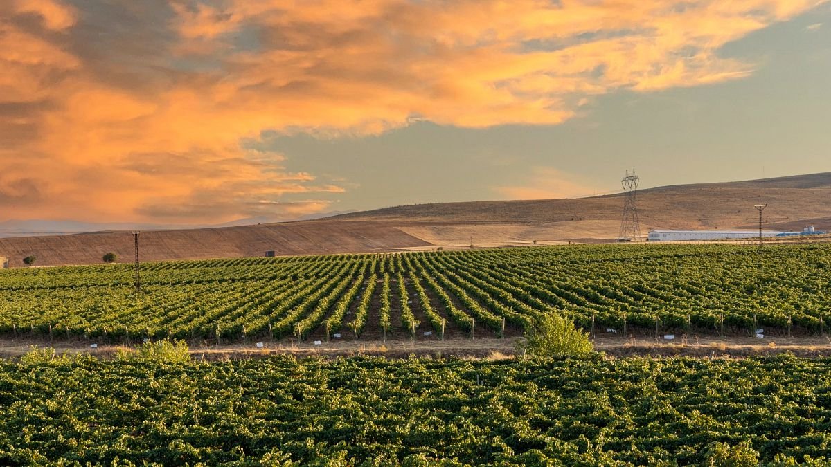 Des vignes en passsant par les paysages : découvrez les meilleures régions viticoles de Turquie