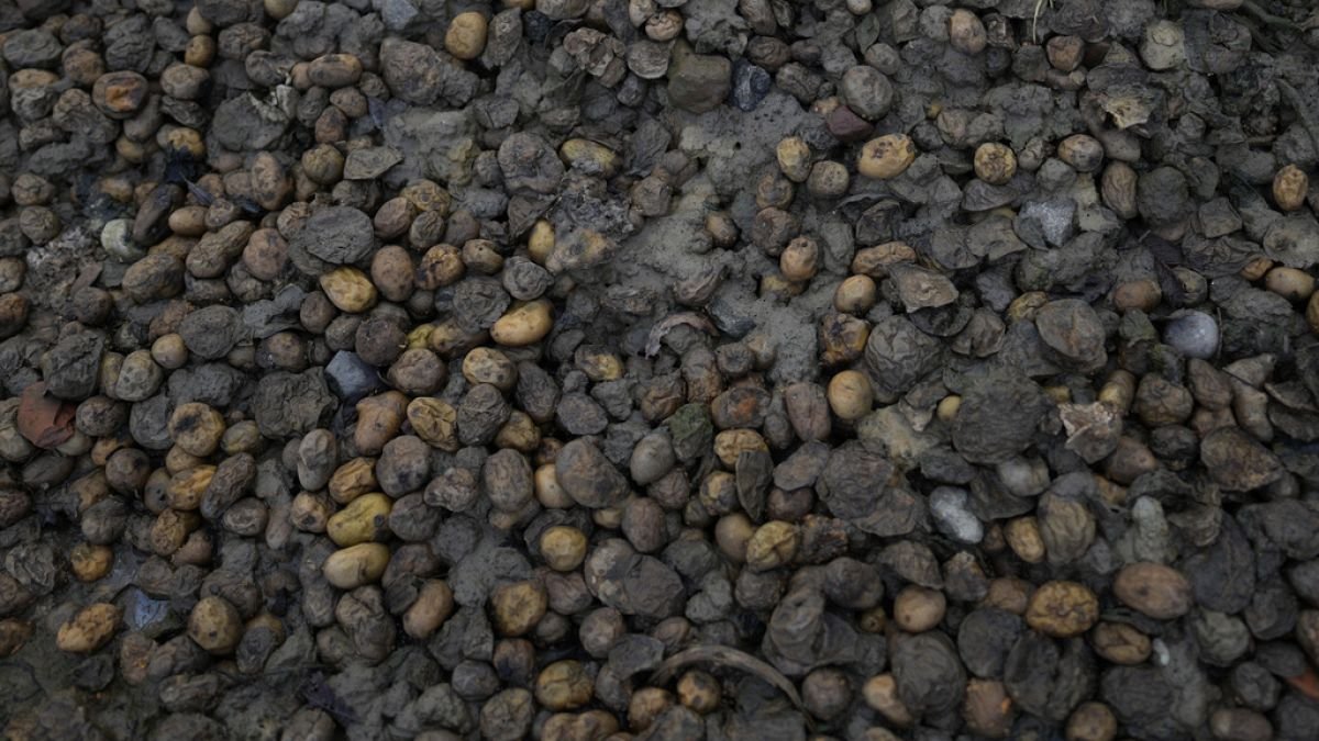 Les pommes de terre allemandes menacées par l’agent de Stolbur
