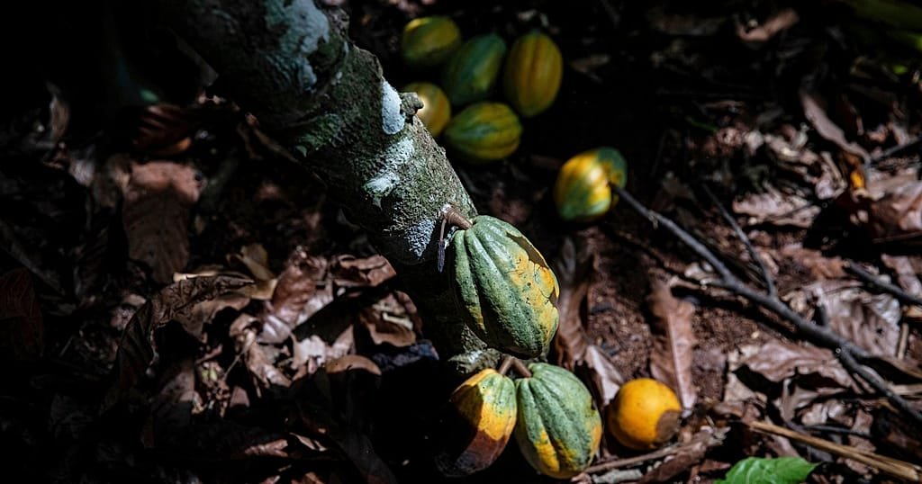 Côte d&rsquo;Ivoire : les conditions de vie des producteurs de cacao menacées