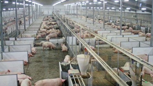 Toxic water and a sickening stench: How pig-rearing has turned this Spanish town into ‘a dungheap’