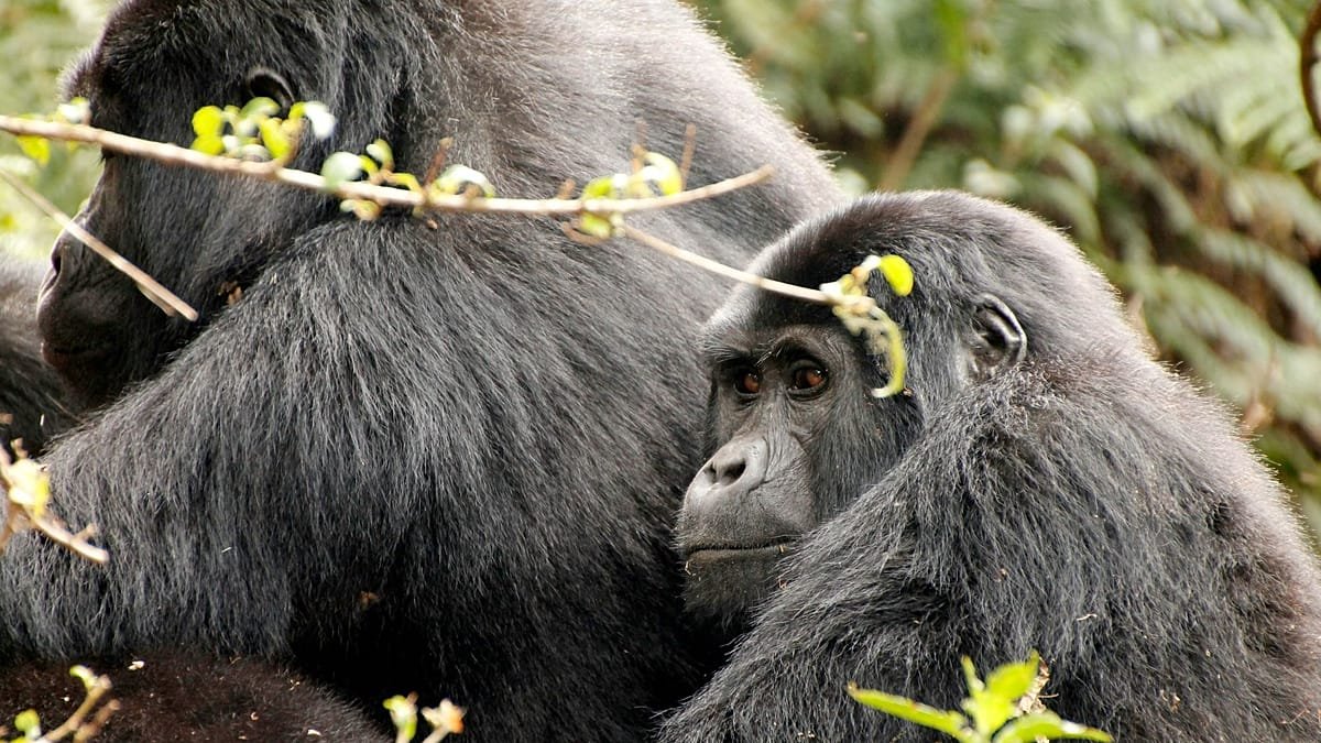 New ranking reveals the 10 best wildlife encounters worth travelling for