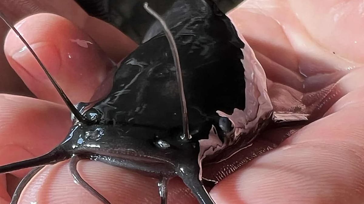 En Hongrie, l’intelligence artificielle au profit de l’agriculture