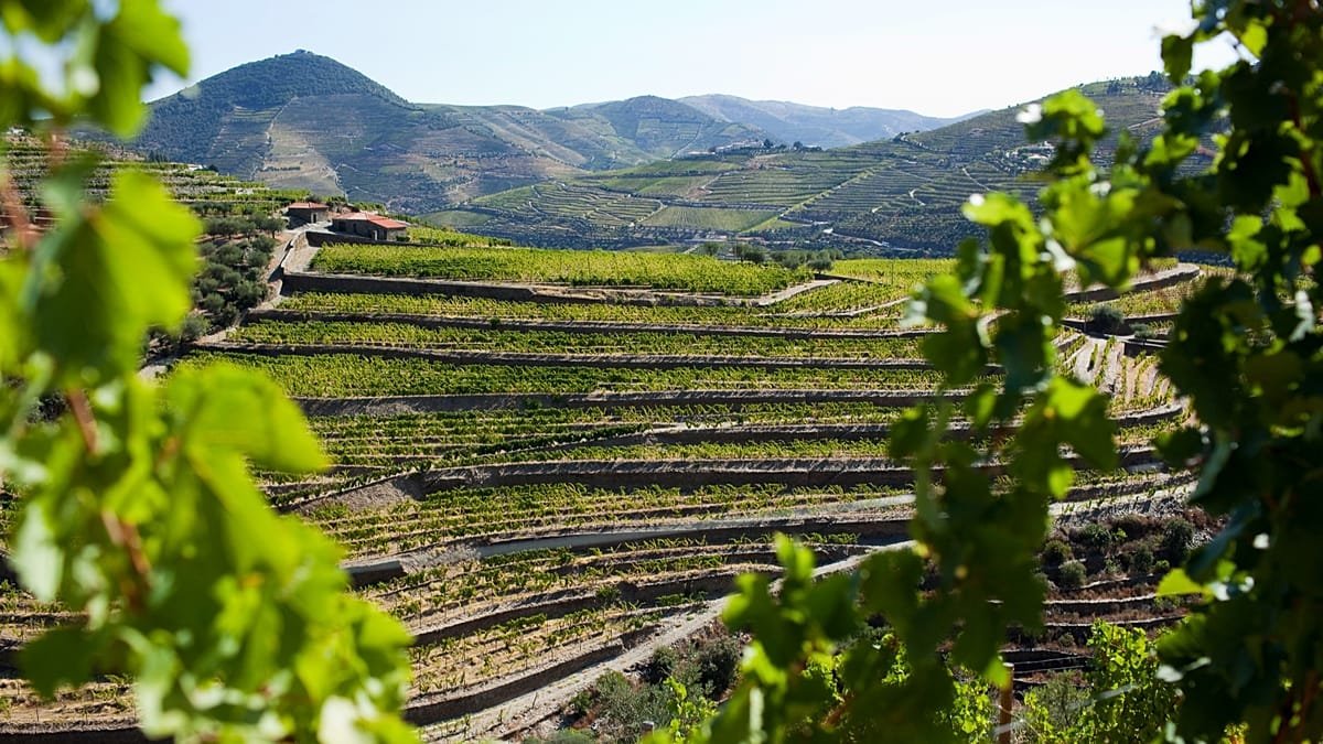 Immersed in tradition: guide to harvest celebrations in Portugal's Douro region