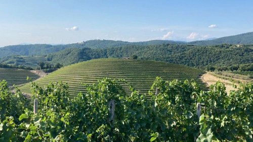 Slovénie : les futurs vins viendront-ils de l'Est de l'Europe?
