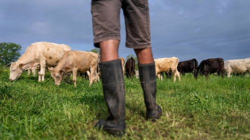 Is grass-fed beef better for the planet? New study finds its not so simple