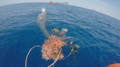 Entangled sperm whale freed by Italian Coastguard from illegal nets off Aeolian Islands