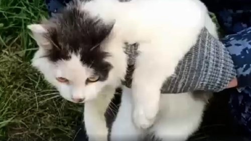 Russian prison intercepts cat used to smuggle drugs into penal colony | Flipboard