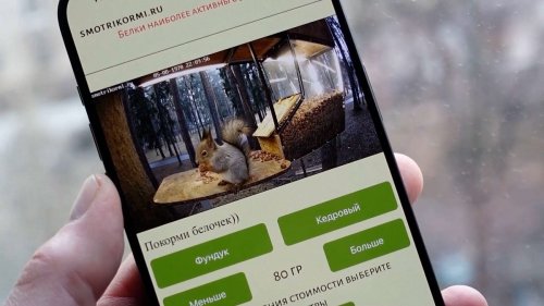 Video. KI-gesteuerte Futterautomaten für Moskaus Eichhörnchen