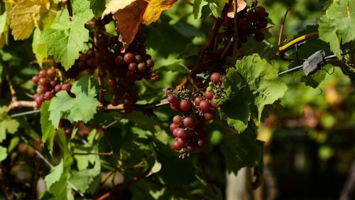 Der Klimawandel verändert Weinanbau. Was das für zukünftige Weine bedeutet, erfahren Sie hier