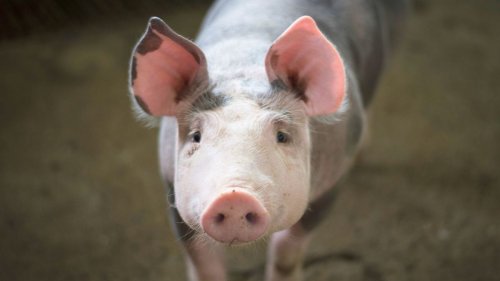 ‘Climate-controlled pig’? Danish Crown admits to misleading people with greenwashing pork claims