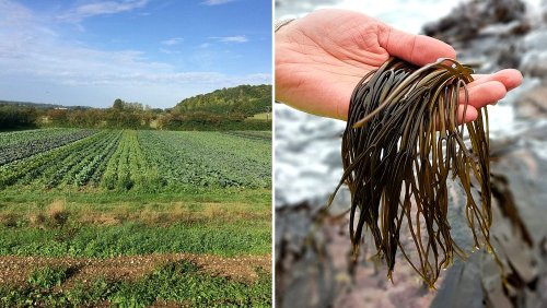 From a beef farm gone vegan to Scottish seaweed: All the winners of PETA’s new Farming Awards