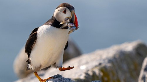 Vidéo. Le comptage des macareux commence alors que les îles Farne célèbrent 100 ans de protection