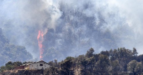 At least 600 families rendered homeless by wildfires in Algeria | Africanews