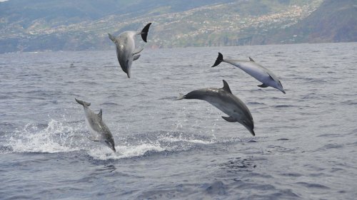 Should I swim with wild dolphins? 6 questions that will change how your holidays impact the ocean