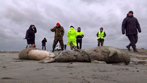 ‘Natural causes’: 2,500 dead seals wash up on Russia’s Caspian coast
