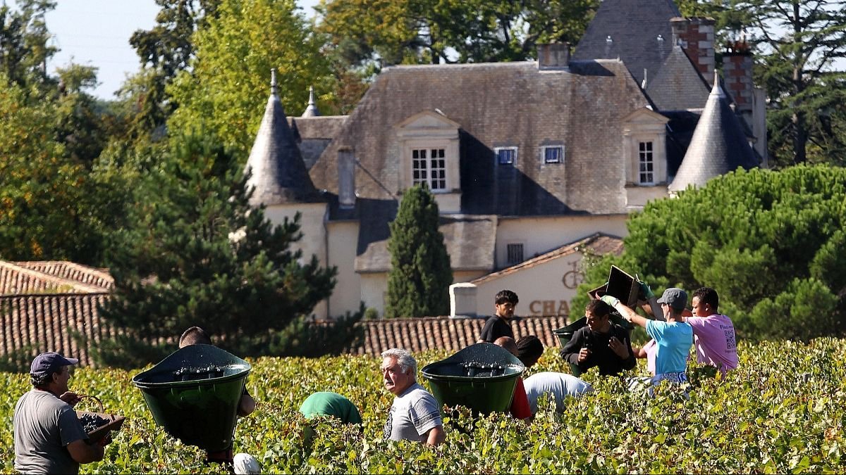 France : les vendanges commencent avec plusieurs semaines d’avance suite à la canicule