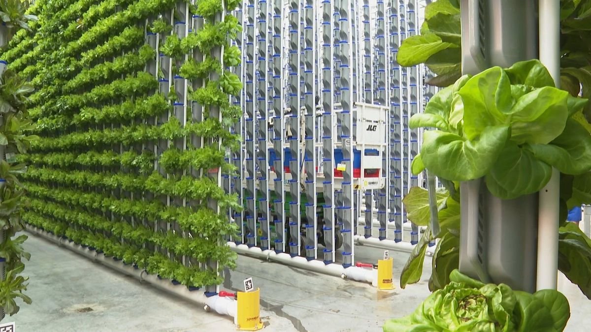 Cultiver l’avenir pour améliorer l’approvisionnement alimentaire et créer des solutions