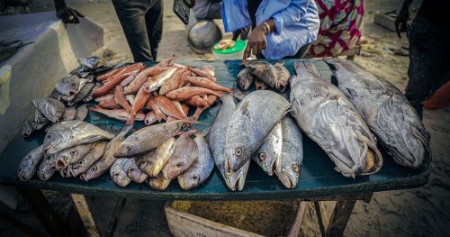 Sénégal : la surpêche alimente la migration irrégulière vers l'Espagne