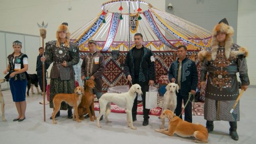 The Kazakh Tazy sighthound: from nomadic guardian to national icon