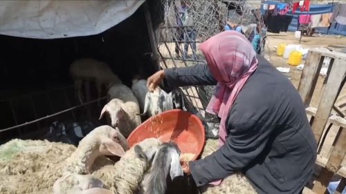مئات من مربي الماشية في غزة يتلقون أعلافا حيوانية من منظمة الأغذية والزراعة