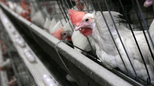 Vogelgrippe im Sommer: In Europa gab es so viele Fälle wie noch nie