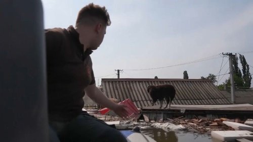 WATCH: Ukrainians dodge bombs and bullets to rescue dogs and cats stranded in floodwaters