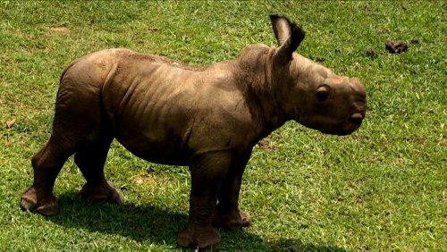 VIDÉO : Ale, le nouveau bébé rhinocéros blanc du zoo national de Cuba