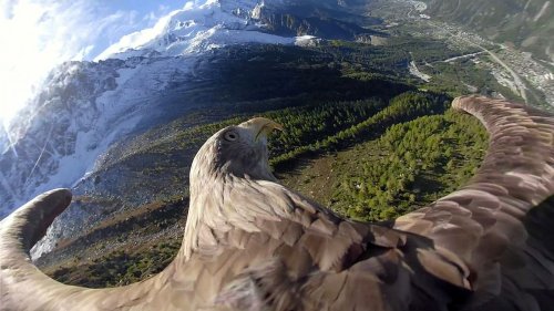 Video. Chamonix: Victor the eagle, witness of climate change