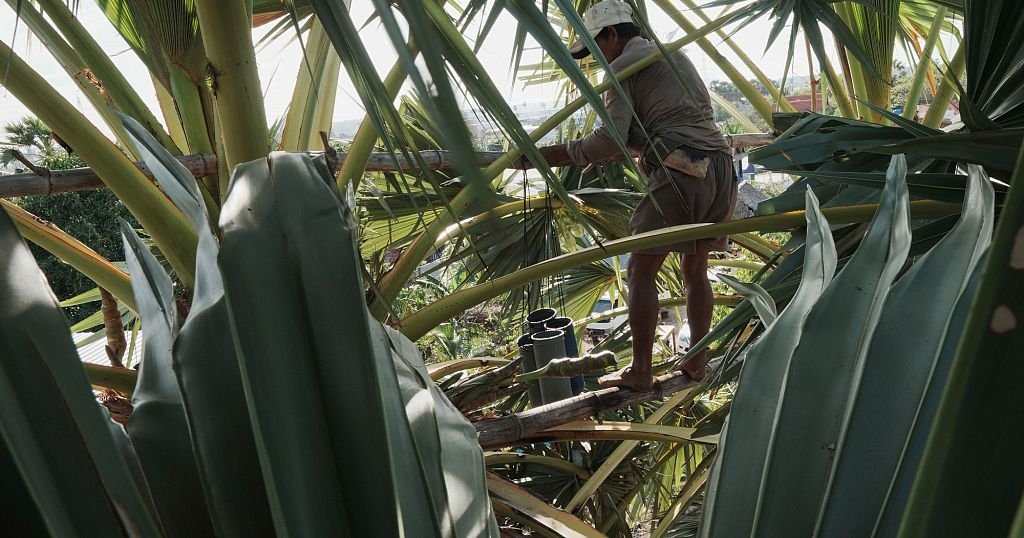 Kenya : le bambou, nouvelle arme verte contre la déforestation