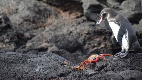This sustainable Galapagos cruise showed me a side of the islands Darwin never saw