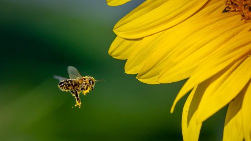 Bienen im Krieg: Welche Folgen Konflikte auf Natur und Tiere haben