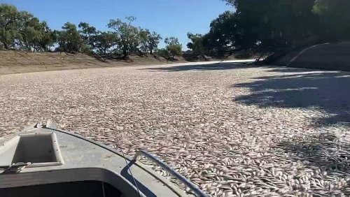 Hitze und Hochwasser: Millionen tote Fische in australischen Flüssen