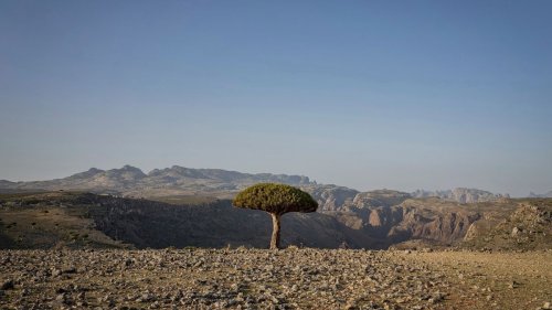 Dragon’s blood trees grow in one place on Earth. Climate change and goats threaten their survival