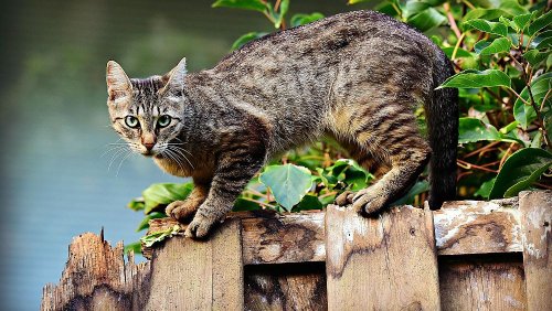 Cat curfew: German town ends cat lockdown to relief of owners facing €50,000 fines